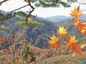 去医院怎么购买打胎药保胎误吃打胎药（不小心吃了保胎药）